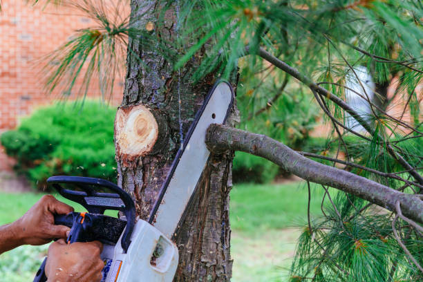 Best Tree Cutting Near Me  in Burlington, VT